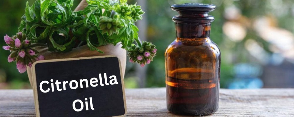 Citronella Oil