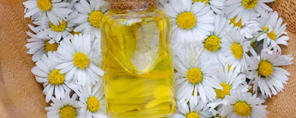 Chamomile Blue Oil